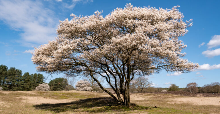 This Maryland Native Tree Stays Small But Makes A Big Statement