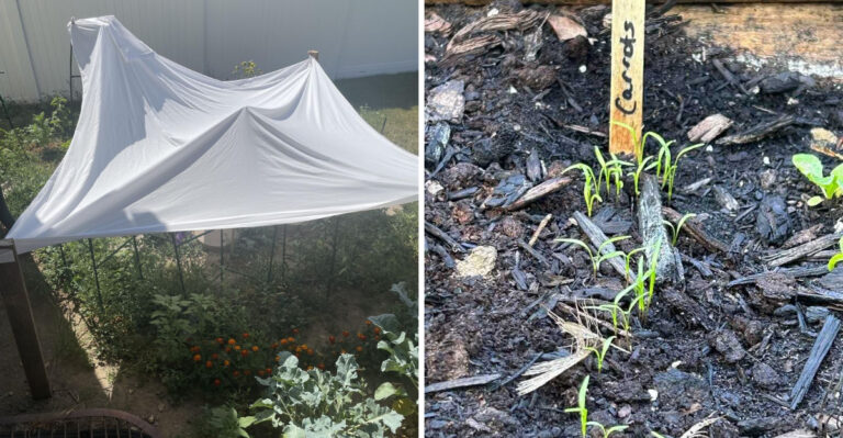 What August In A Texas Garden Really Means For Your Fall Planting Plans