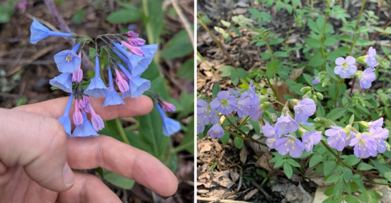 Native Ohio Plants To Grow Instead Of Hostas Japanese Beetles Love