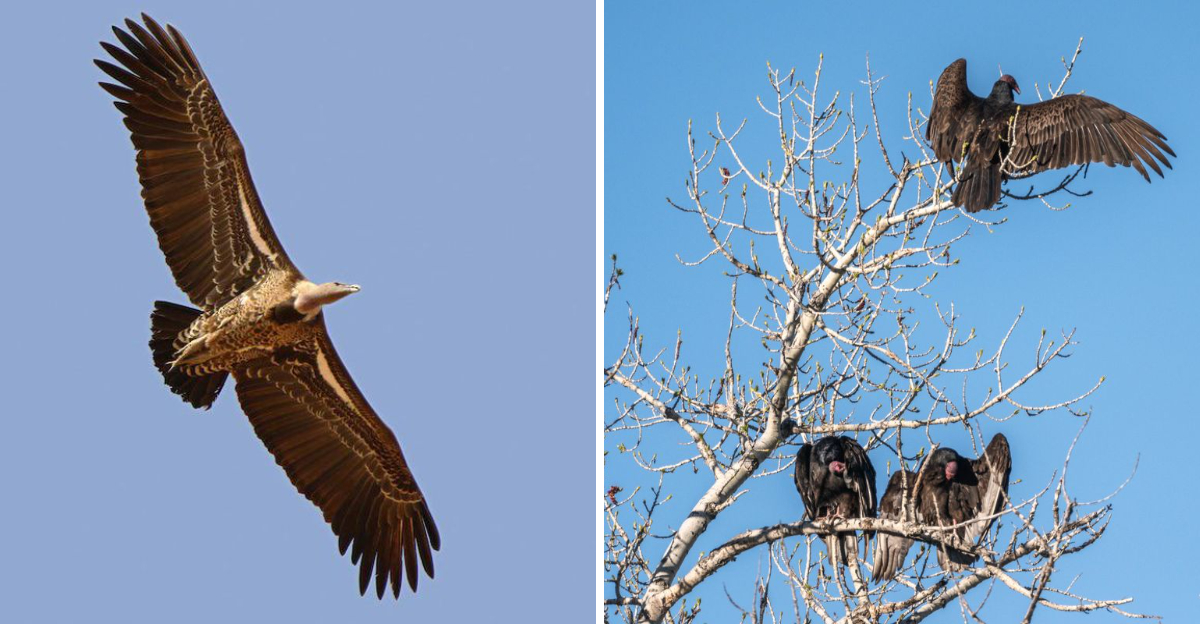 vulture