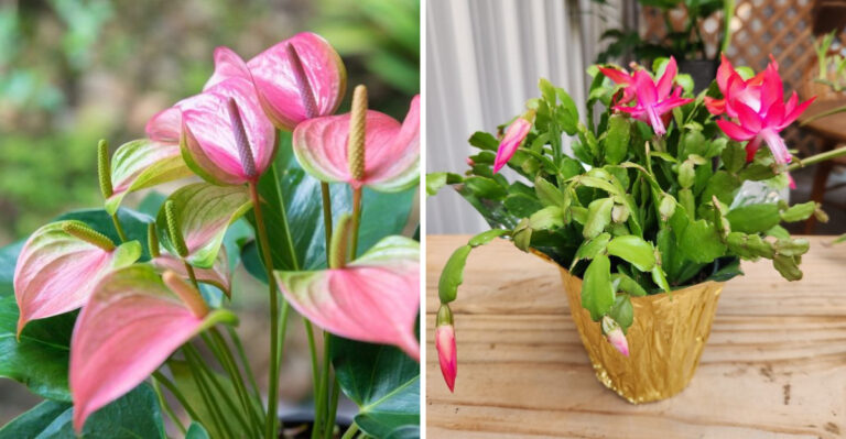 The Best Flowering Houseplants To Color Your Pennsylvania Home