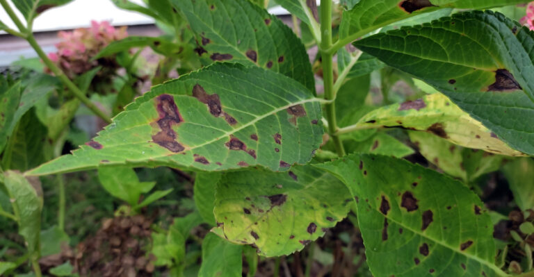 8 Reasons Your Hydrangea Leaves Have Brown Spots This Season In Maryland