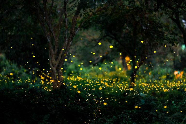 7 Native North Carolina Plants That Turn A Dark Backyard Into A Firefly Show By June