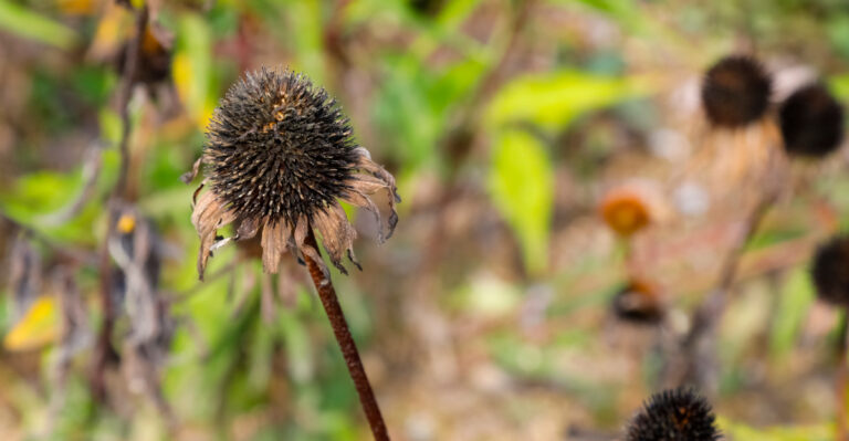 Coneflower (featured image)