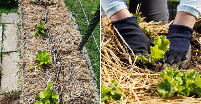 7 North Carolina Vegetables That Grow Well In Straw Bales Instead Of Soil