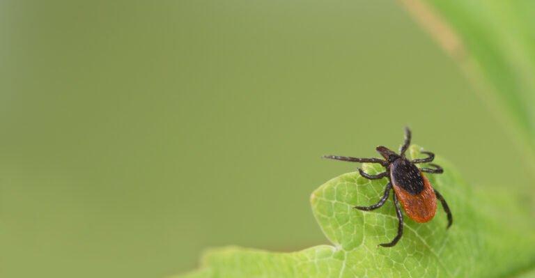 This Familiar Farm Bird Doubles As A Natural Tick Deterrent in Massachusetts