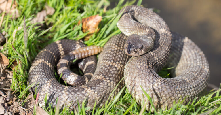 The Rattlesnake Species Most Likely To Show Up In Your California Backyard