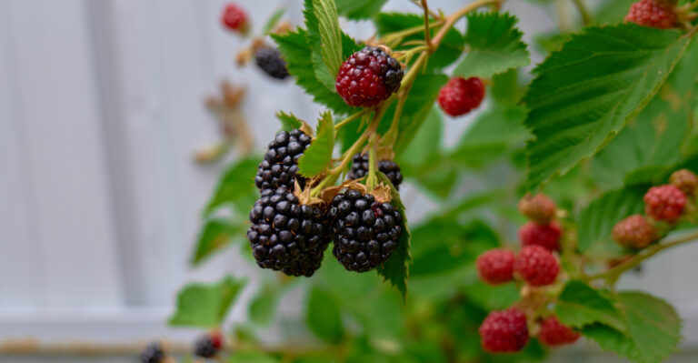The Easiest Berry Bush California Gardeners Overlook