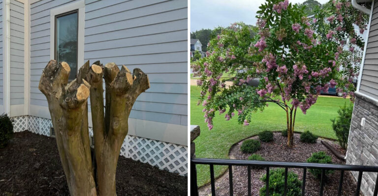 Why September Is A Bad Time To Give Florida Crepe Myrtles A Major Cutback