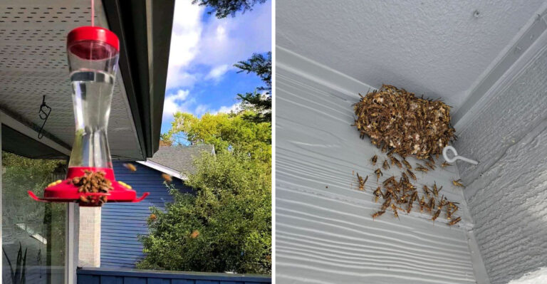 Are These Yard Habits Attracting Wasps To Your Oregon Porch This August?