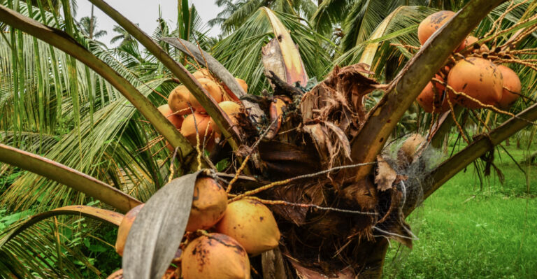 The Palm Damage Hawaii Homeowners Usually Blame On Drought