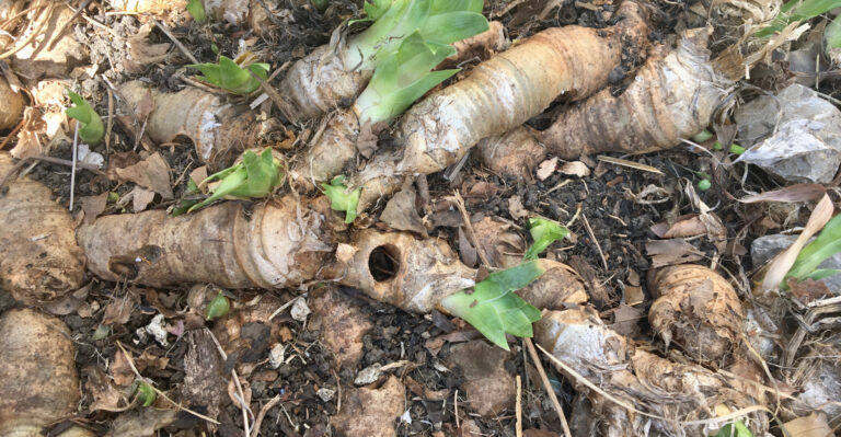 The Hidden Iris Borer Clue Michigan Gardeners Miss Until The Rhizomes Turn Mushy