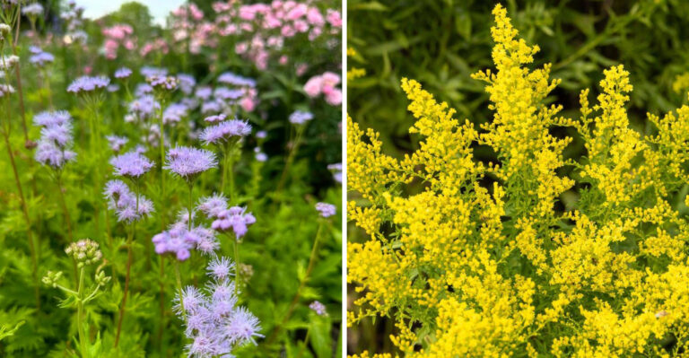 What Georgia Flowers To Plant Now For Color That Lasts Into Fall