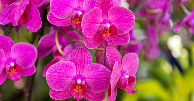 orchid