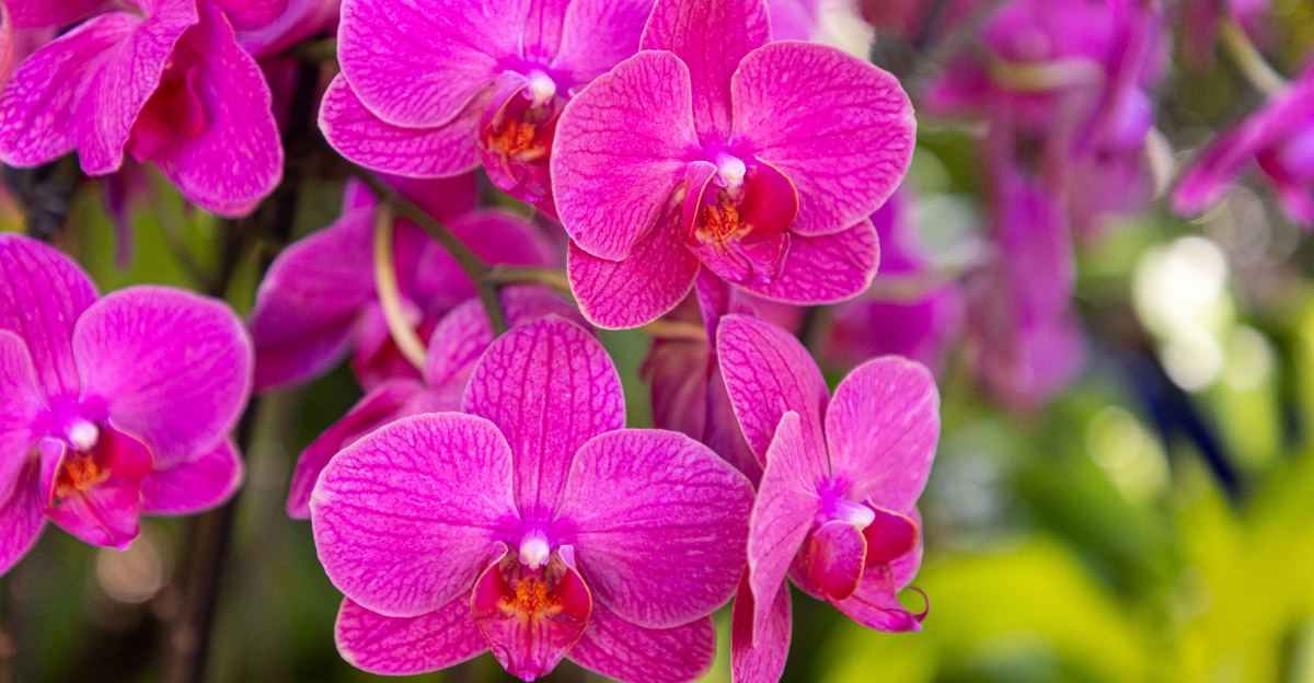 orchid