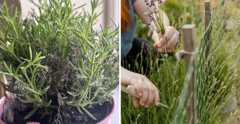 Why Lavender Suddenly Looks Wilted After Summer Heat (And What To Do)