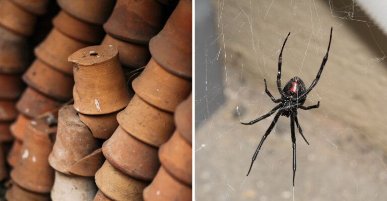 Avoid These Yard Mistakes Before Black Widows Move In This Virginia Summer