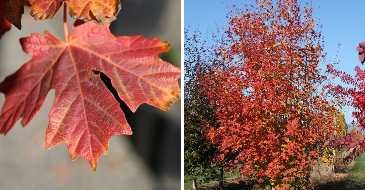 bigtooth maple