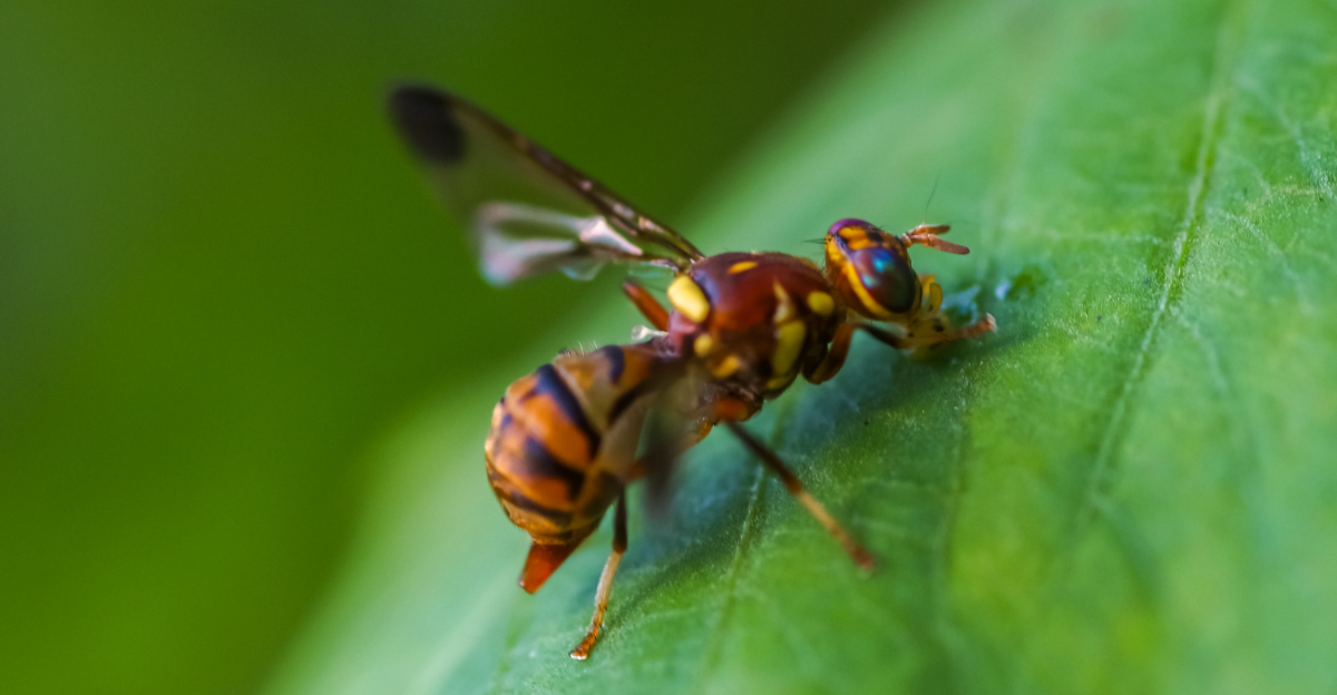 wasp (featured image)