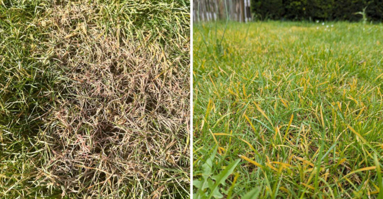 Iowa Lawns Are Showing Signs Of These Fall Diseases This Year, And Here’s How To Stop Them