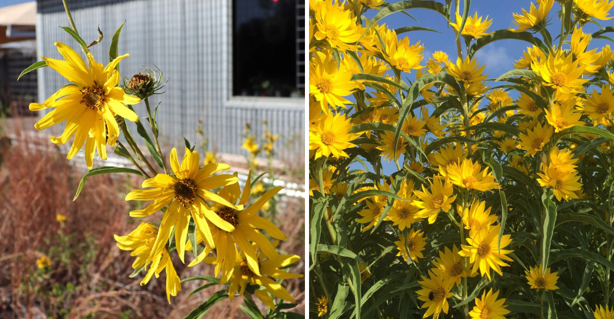Maximilian sunflower