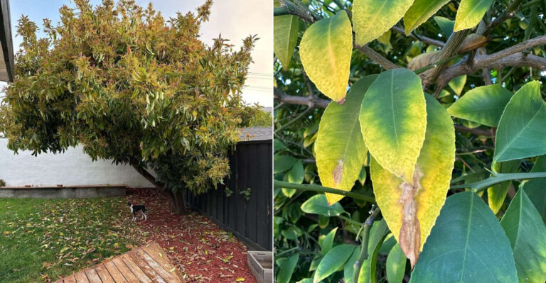 What It Really Means When Your California Trees Drop Leaves In Midsummer