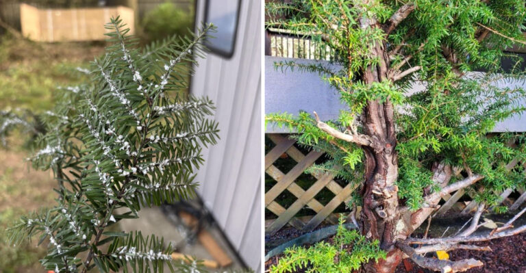 Why Hemlocks Fail In Open Michigan Lawns And The Shade Clue Gardeners Miss
