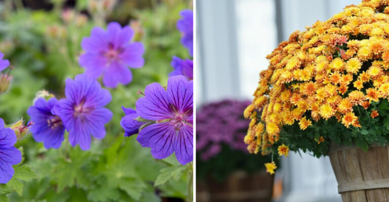 hardy geranium and mums