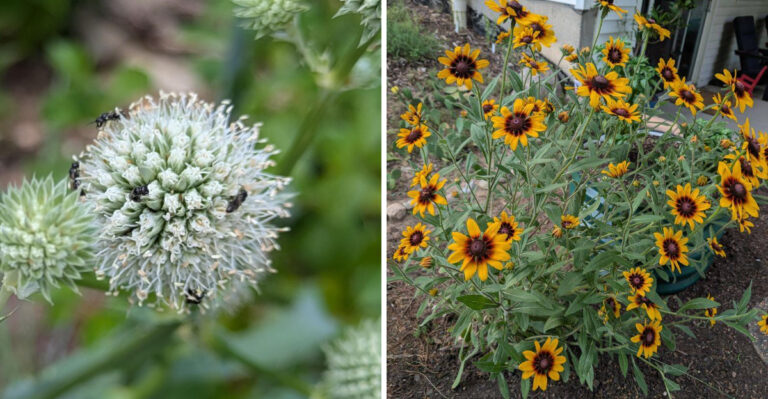 Native Ohio Plants To Grow Instead Of Thirsty Vegetables In Full Sun