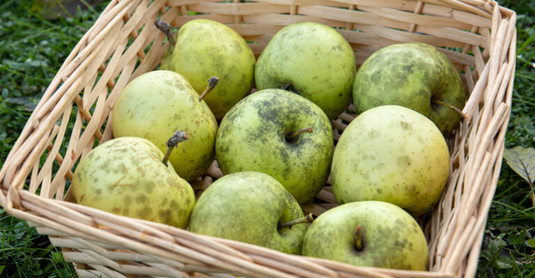 What Sooty Blotch On Michigan Apple Skins Means Before You Throw The Fruit Away