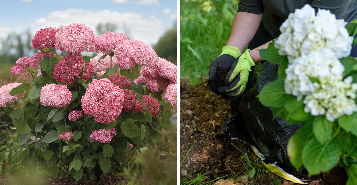 hydrangeas