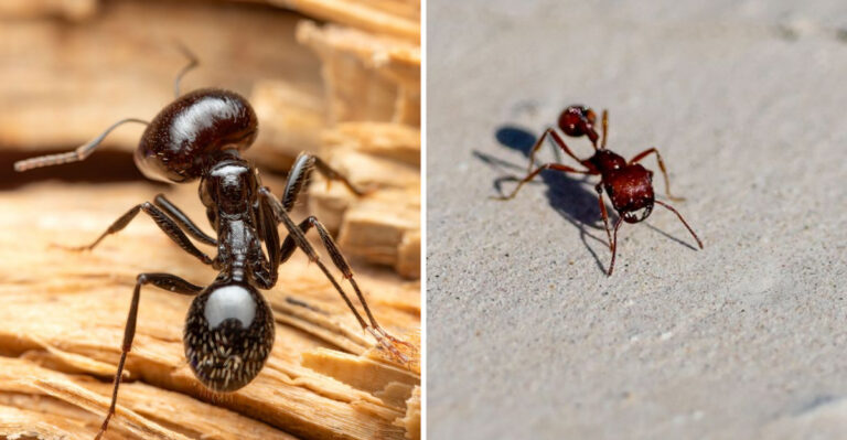 This Ant Hiding in Your New York Mulch Delivers A Sting Worse Than It Looks