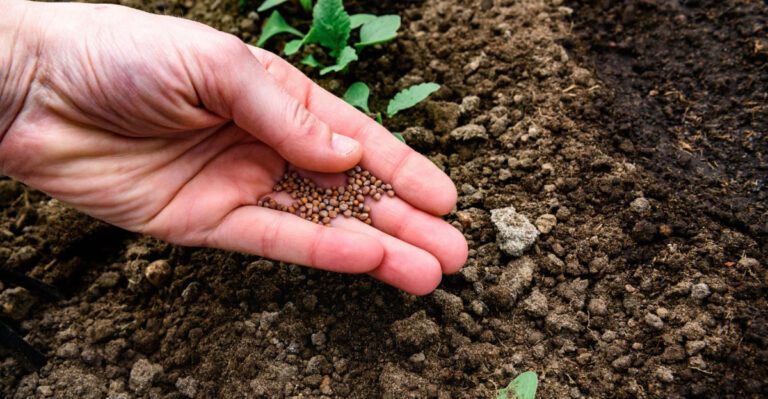 These North Carolina Vegetables Actually Prefer Being Planted In Late August
