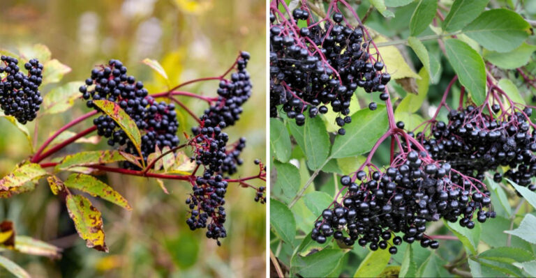 The Quiet Transformation Happening In Indiana’s Elderberry Bushes Right Now