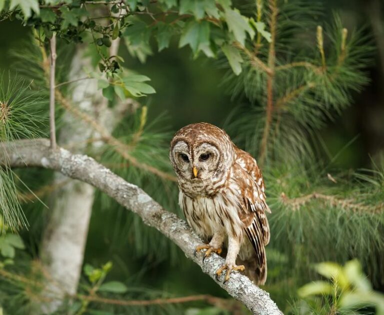 What It Really Means When Barred Owls Start Calling Right Over Your North Carolina Yard At Dusk