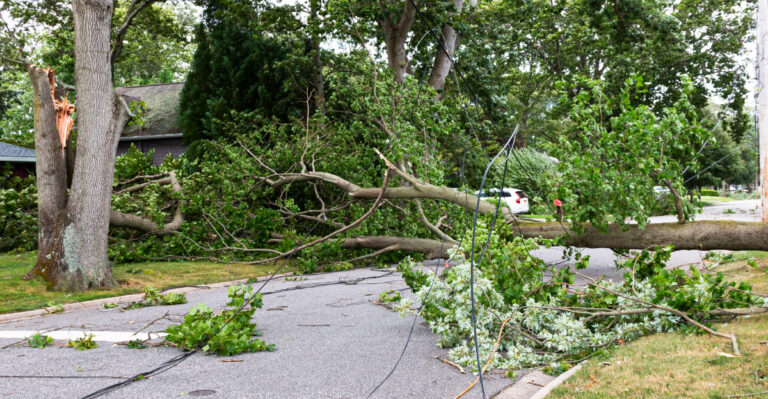 What Happens If Your California Tree Falls On A Public Sidewalk