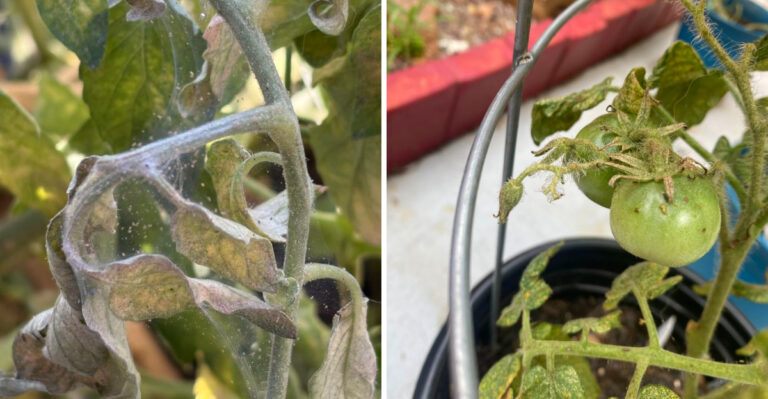 What It Really Means When Tiny Webs Start Showing Up On Your North Carolina Tomatoes