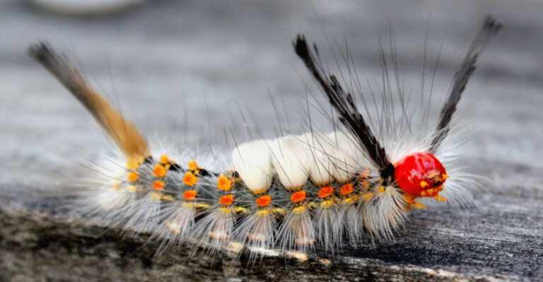 If You See This Fuzzy Caterpillar In Your California Garden, Do Not Touch It