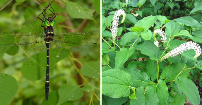 Georgia Plants That Draw In Dragonflies And Cut Down Mosquitoes This August