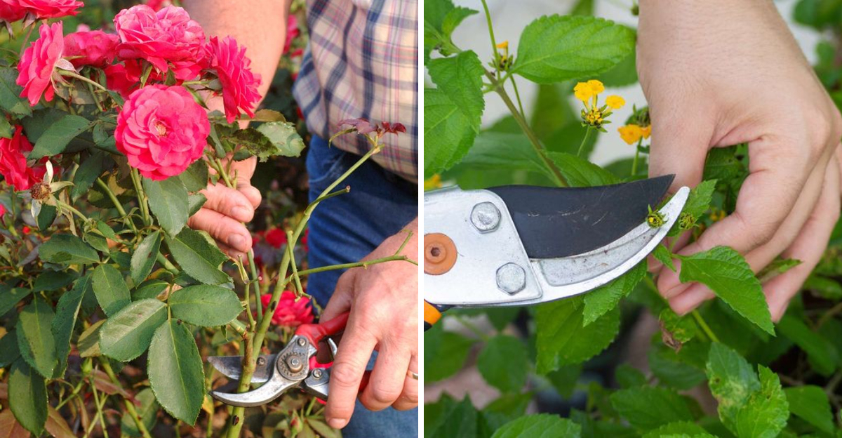pruning plants