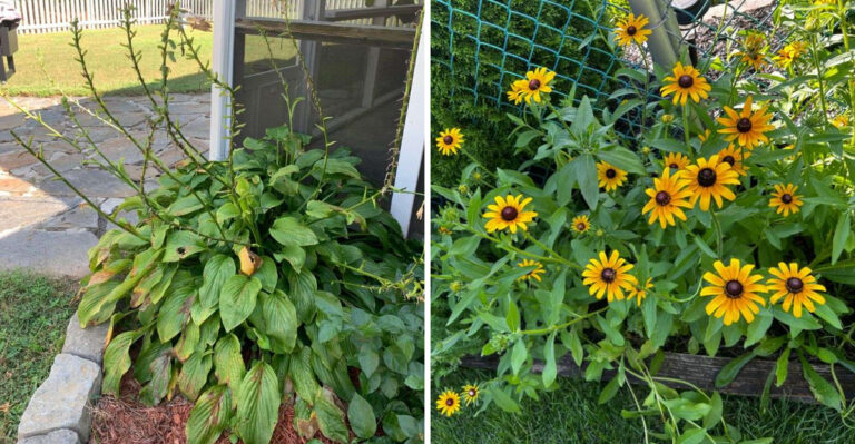 6 North Carolina Plants To Cut Back Before Fall And 3 You Should Leave Alone