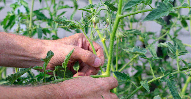 This August Task Helps Tennessee Tomatoes Keep Producing Through September