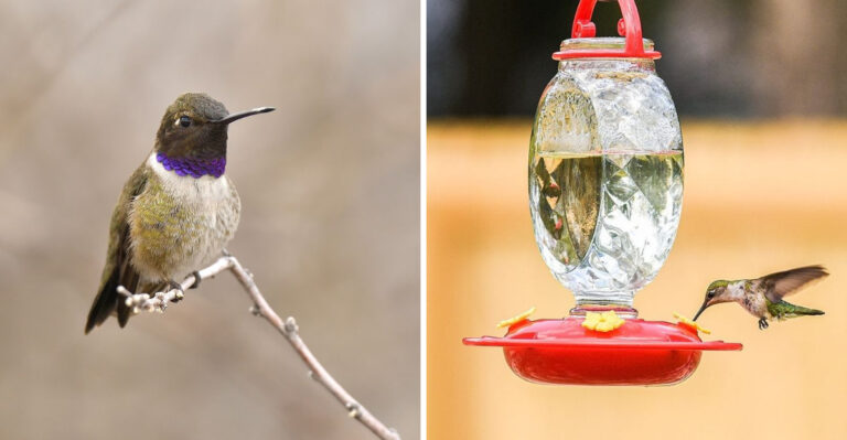 hummingbird and hummingbird on feeder