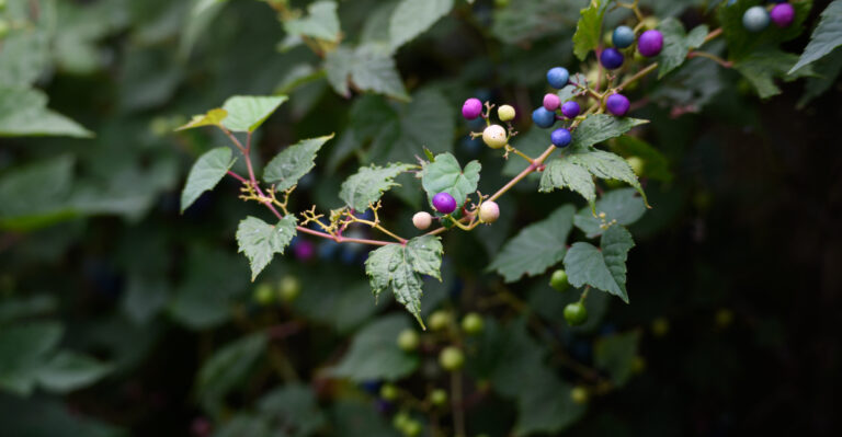 porcelainberry