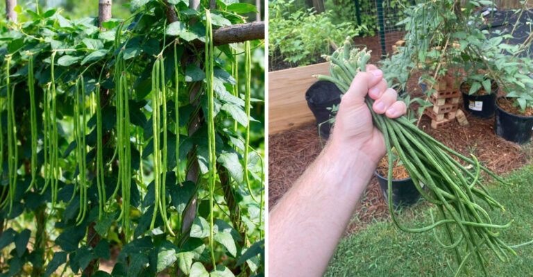 The Gorgeous Southern Pea Alternative You Can Grow Without The Fuss In Florida