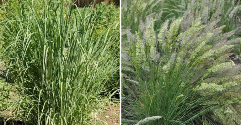 7 Native Michigan Grasses That Stand Up To Strong Lakeshore Winds