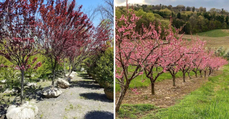 Pennsylvania Nurseries That Are Stocked With The Best Tree Selection In September