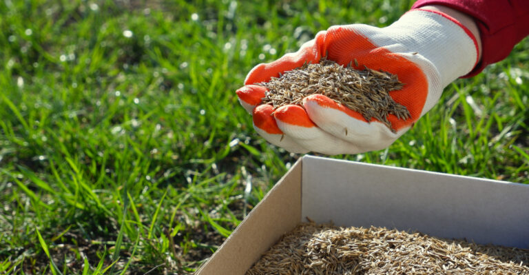 grass seeding