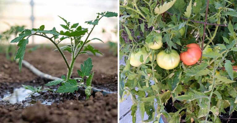 tomatoes