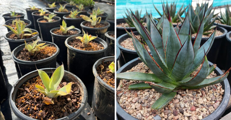 Why August Is A Smart Time To Divide Arizona Agave Pups